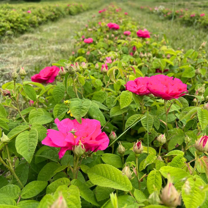 Les Roses