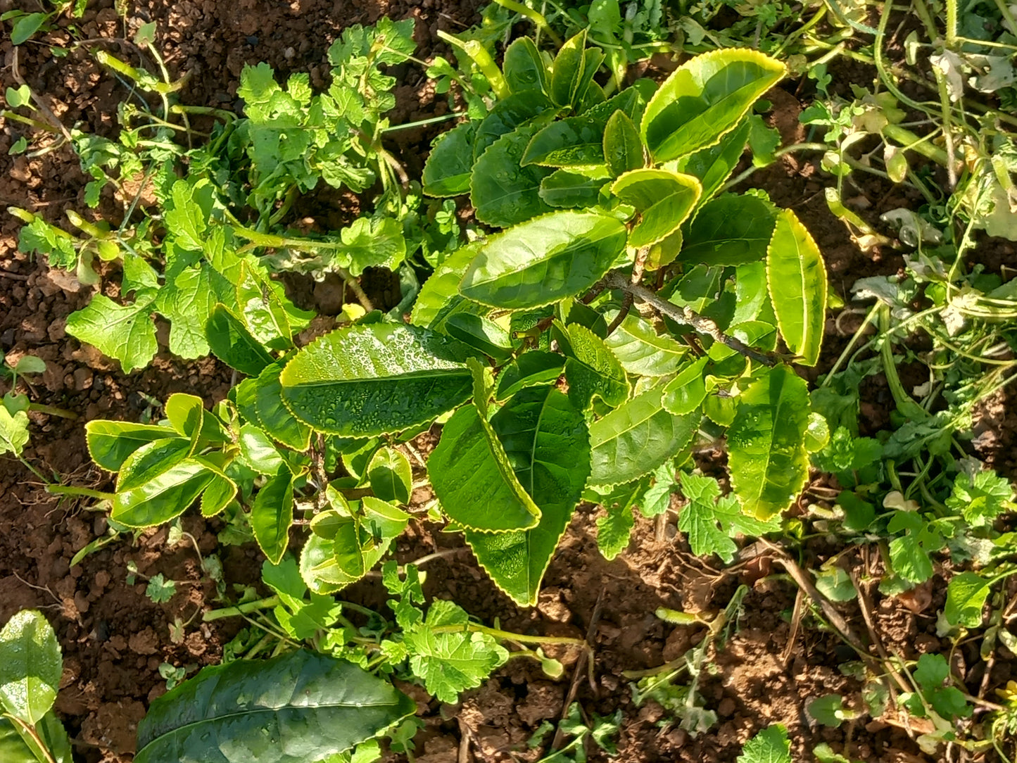 Promouvoir l'image de votre entreprise avec le sponsoring de ma future ferme sur une année (renouvelable): Devenez Partenaire Officiel