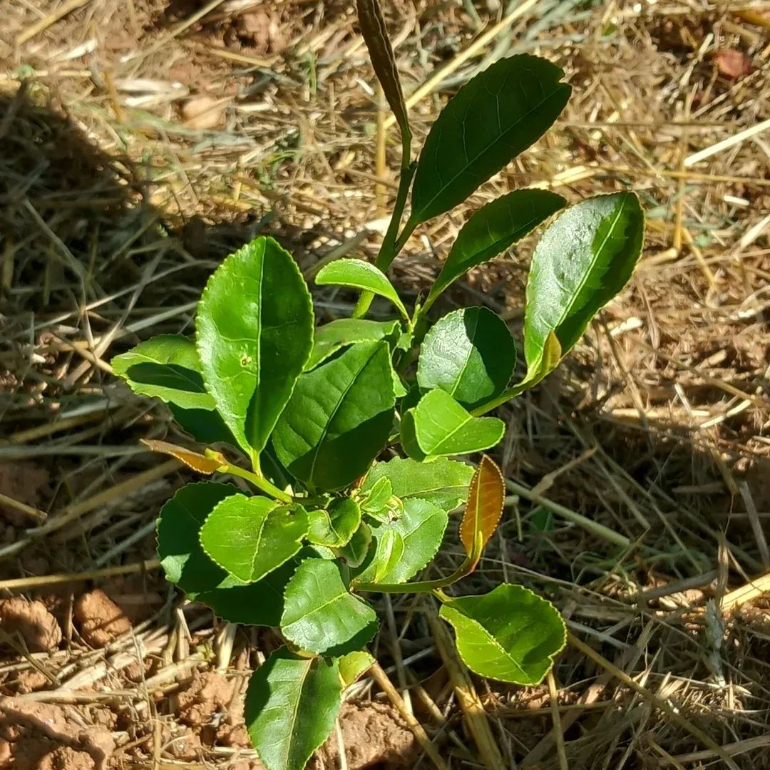 Parrainer 1 théier sur la Future Ferme pour m'aider à m'installer