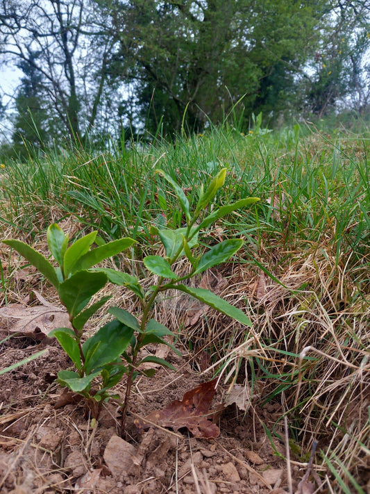 Parrainer 3 théiers