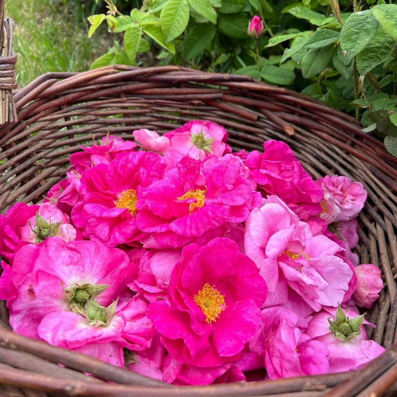 Roses